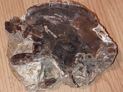 Petrified wood