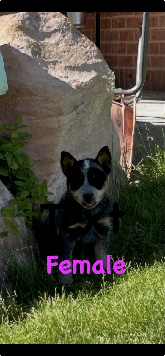 Blue Heeler Pups