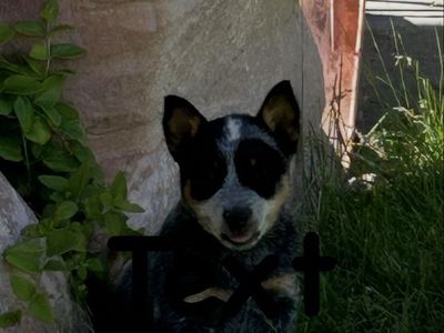 Blue Heeler Pups