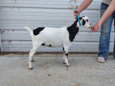 July Special! Polled Milk Doe and Doeling