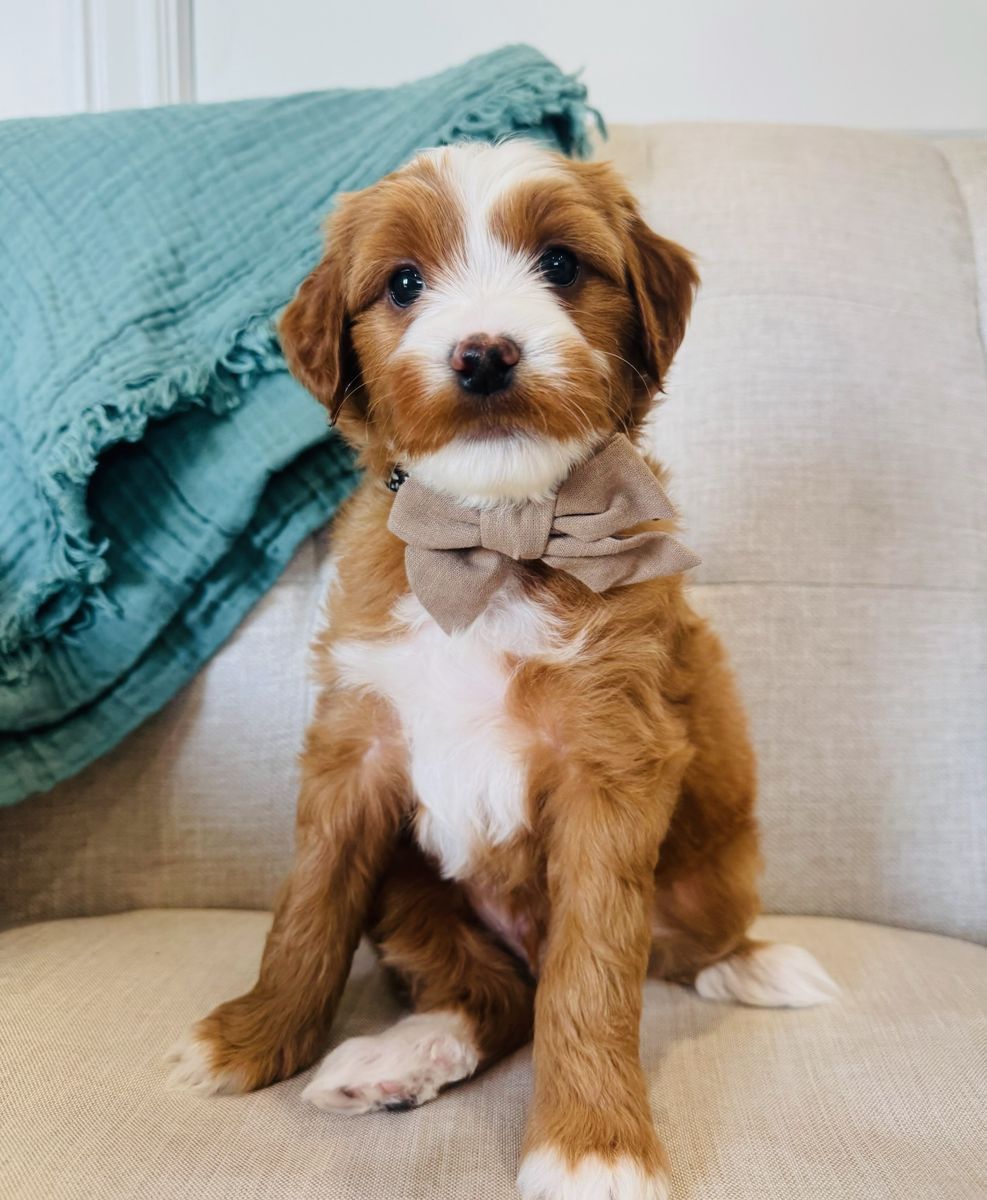 Male Mini Multigen Goldendoodles