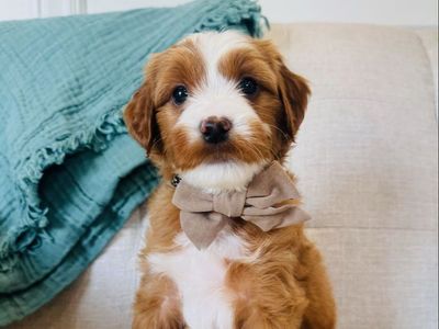 Male Mini Multigen Goldendoodles