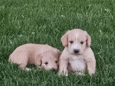 F1 Teddy Bear Schnoodle puppies (Apricot)