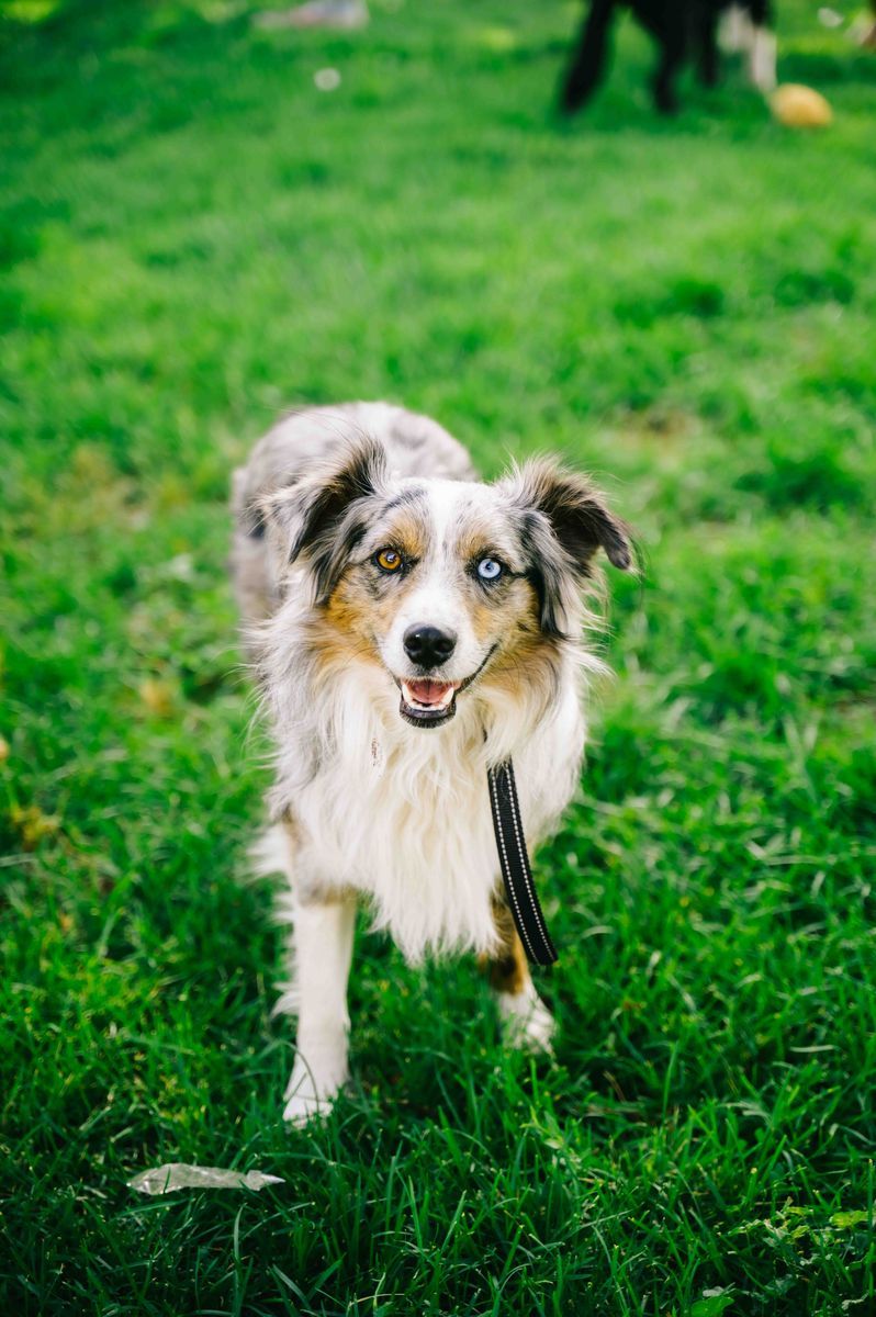 Registered Blue Merle Mini Aussie Stud Service – Proven – Bandit the Dog