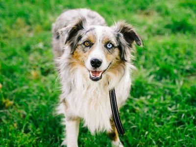 Registered Blue Merle Mini Aussie Stud Service – Proven – Bandit the Dog