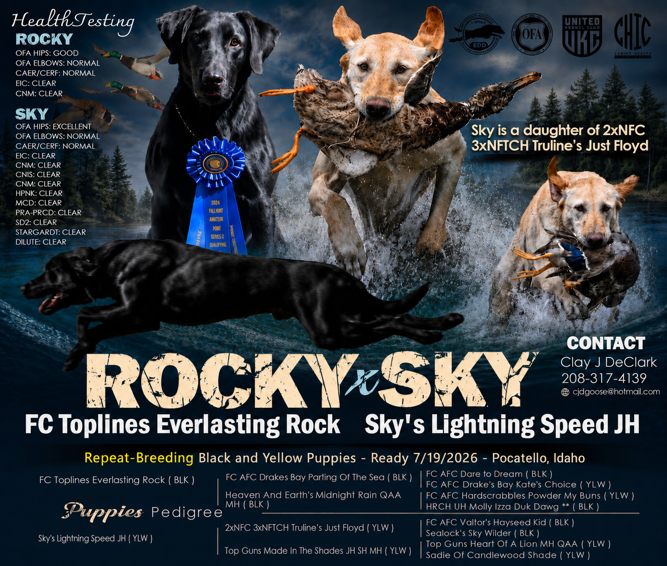 Field Champion Lines-AKC Labrador Retriever Puppies