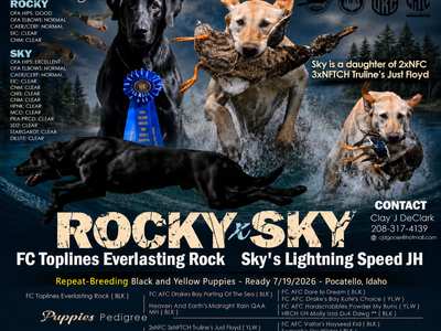 Field Champion Lines-AKC Labrador Retriever Puppies