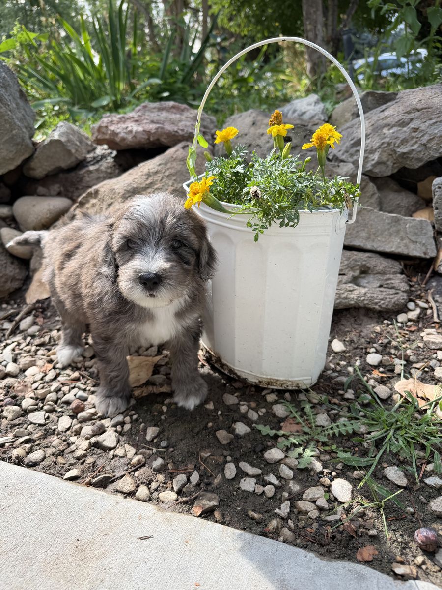 Mini Aussiedoodle Puppies!