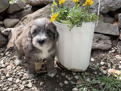 Mini Aussiedoodle Puppies!
