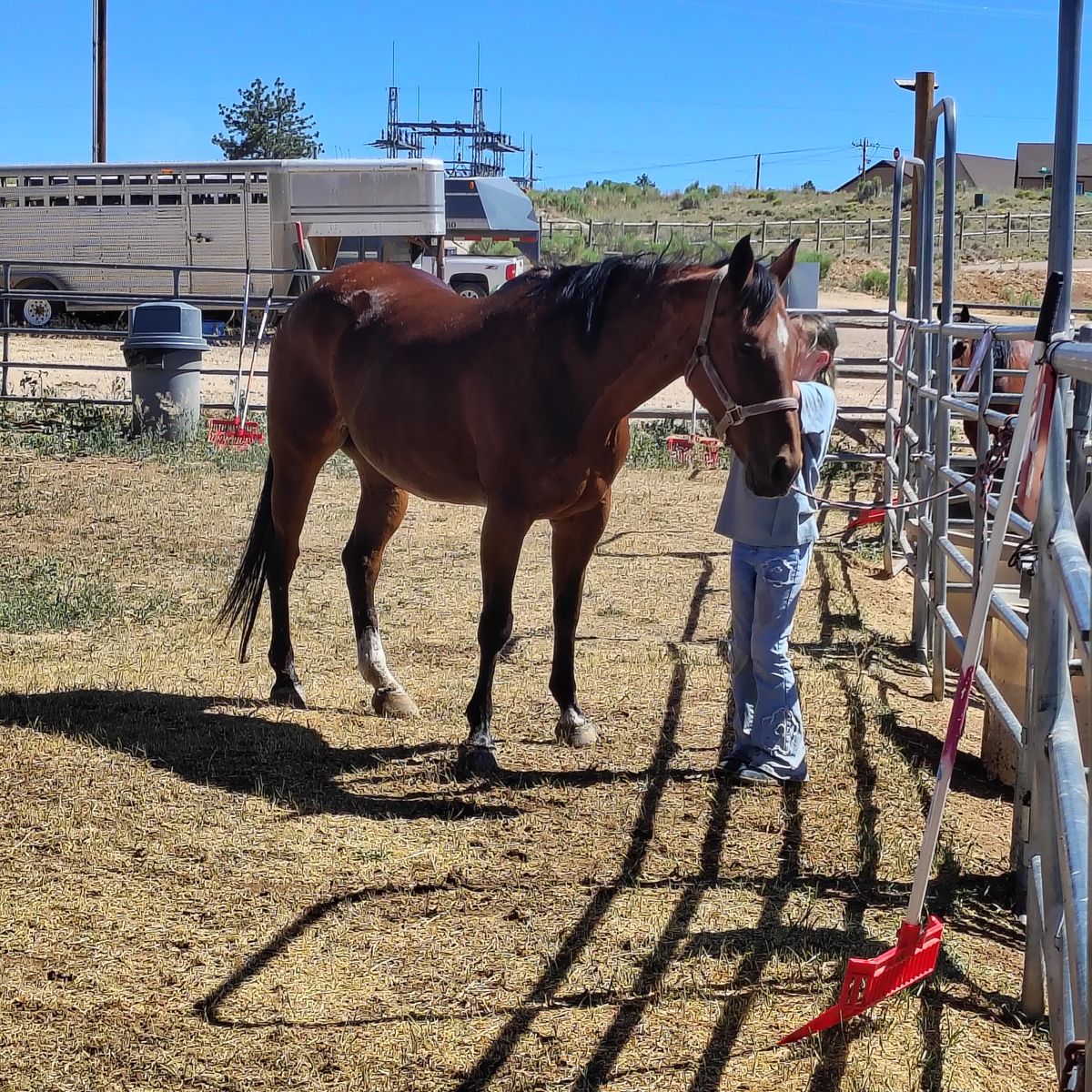 Ranch rodeo trails all around  mare