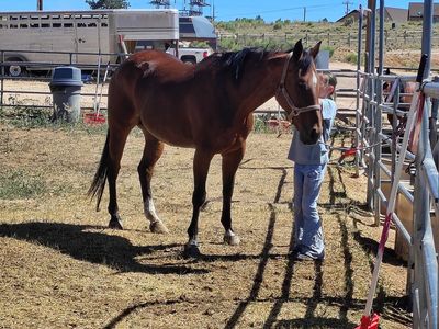 Ranch rodeo trails all around mare