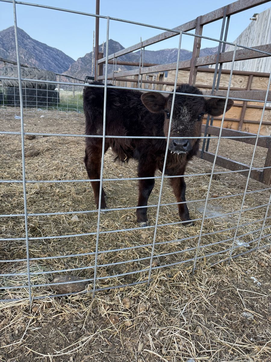 Bottle Calf