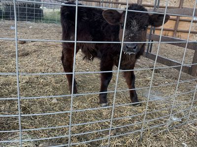 Bottle Calf