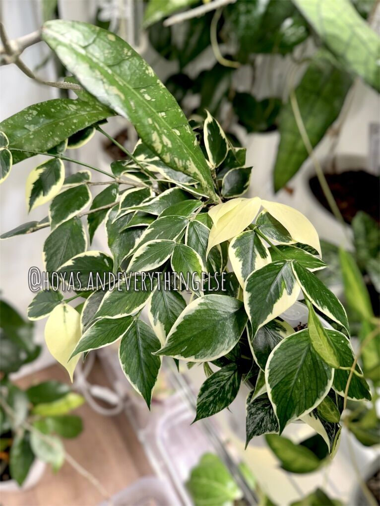Hoya polyneura (inner variegated) - Plant
