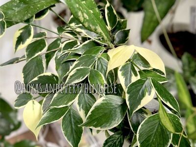 Hoya polyneura (inner variegated) - Plant