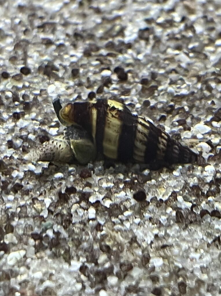 assassin snails