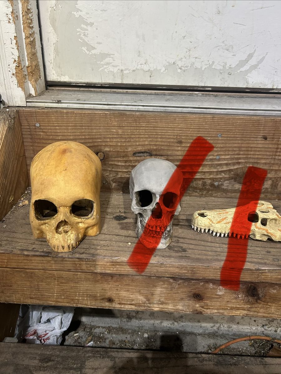 Reptile decor