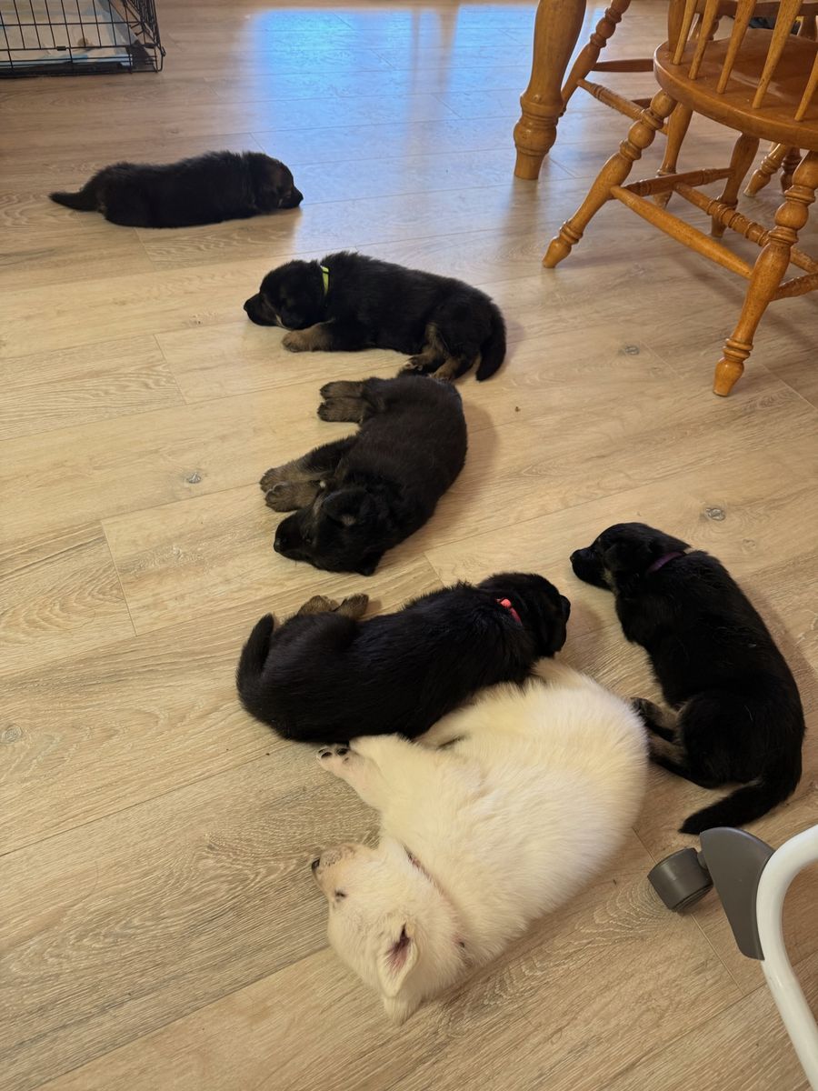 German Shepherd Puppies.