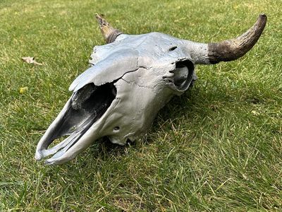 Buffalo Bison Skull For Cabin Or Man Cave