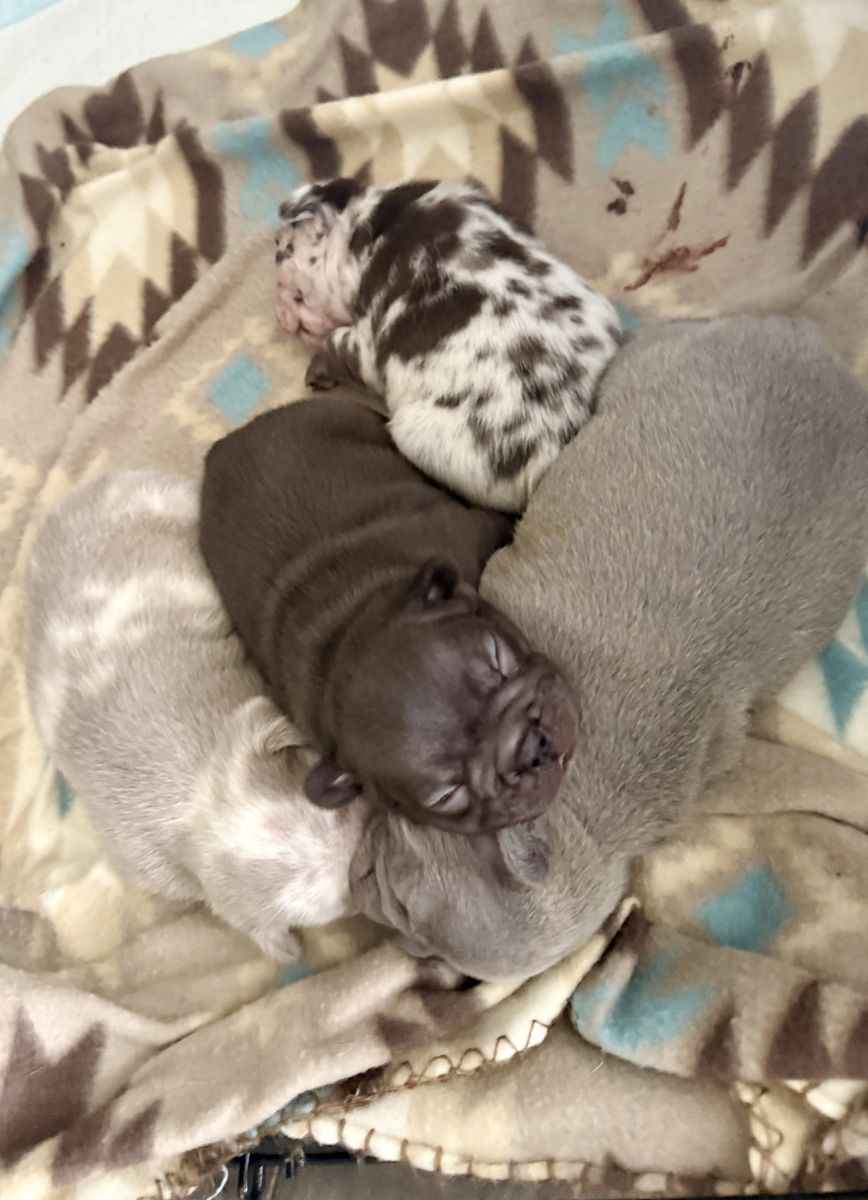 French Bulldog Puppies