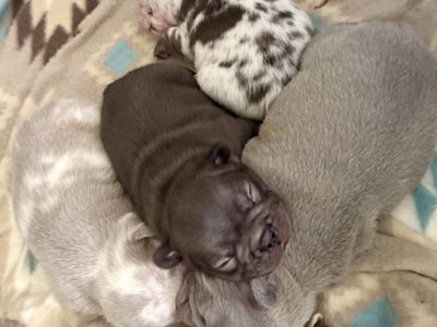 French Bulldog Puppies