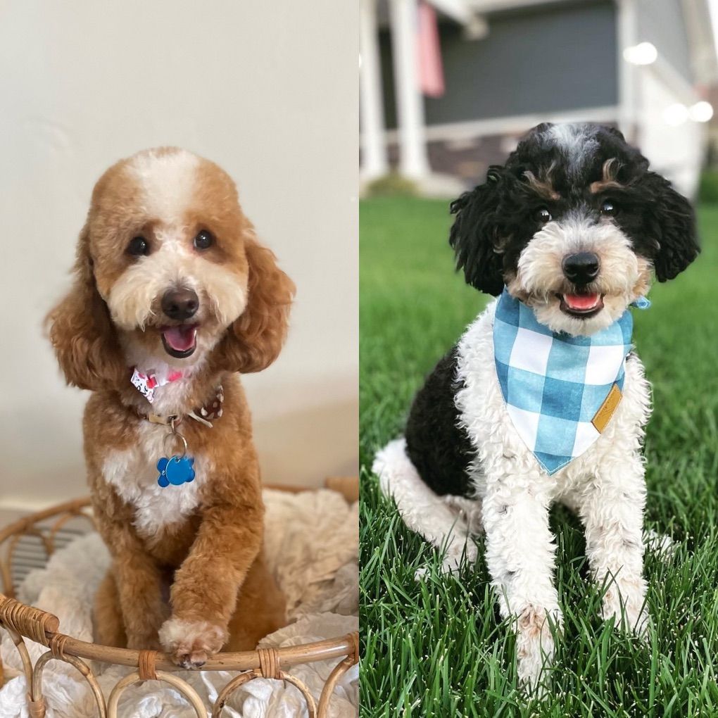 Proven AKC Mini Poodle Studs, red, Tri, clear