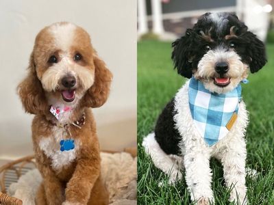 Proven AKC Mini Poodle Studs, red, Tri, clear