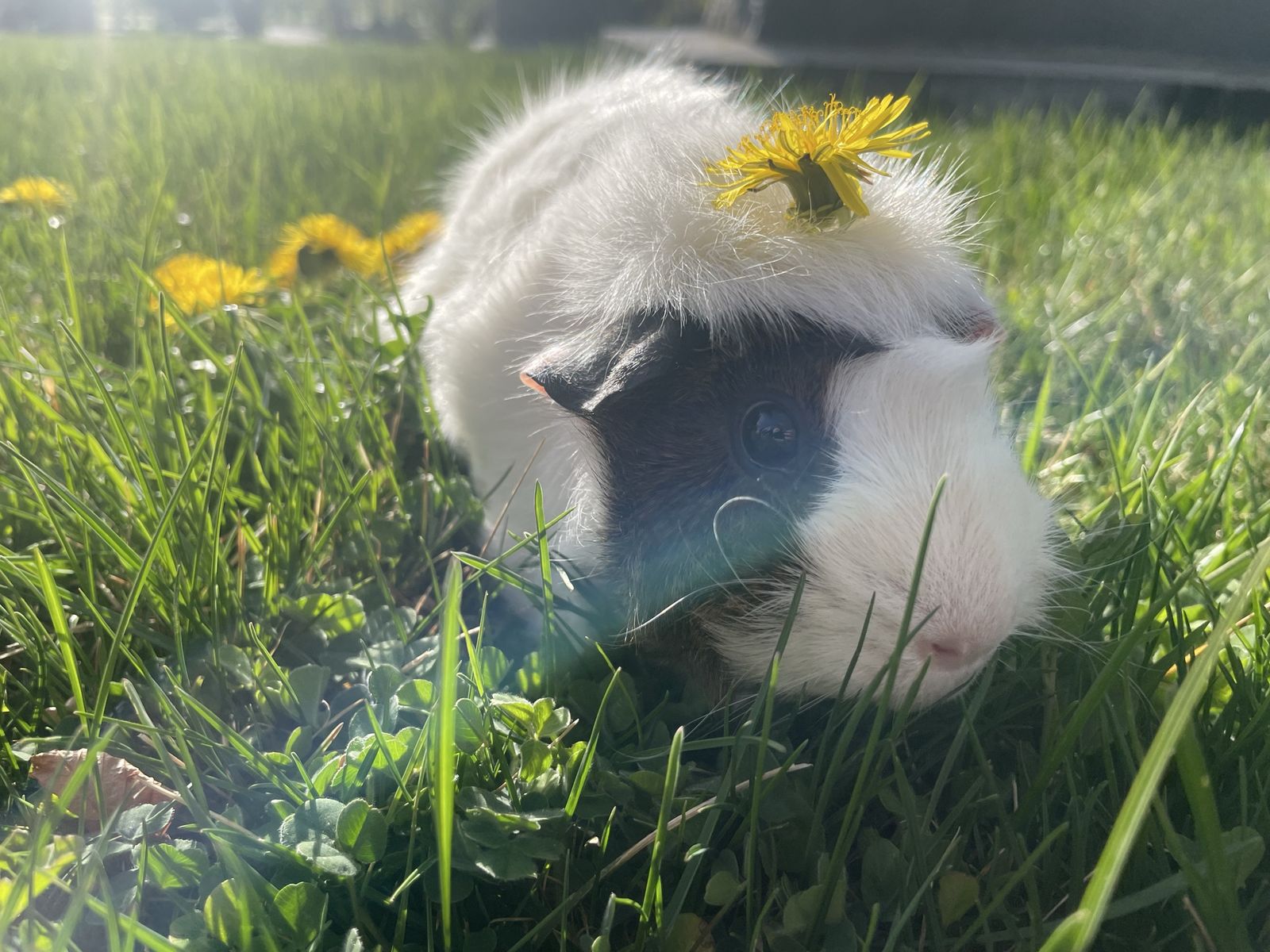 Rehoming for senior Guinea Pigs!