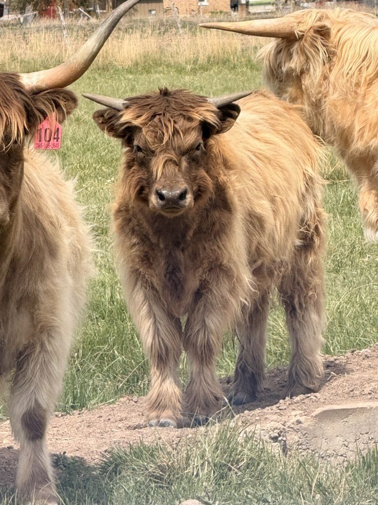 Mini Scottish Highland Bull