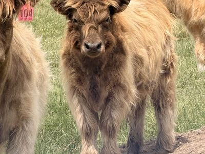 Mini Scottish Highland Bull