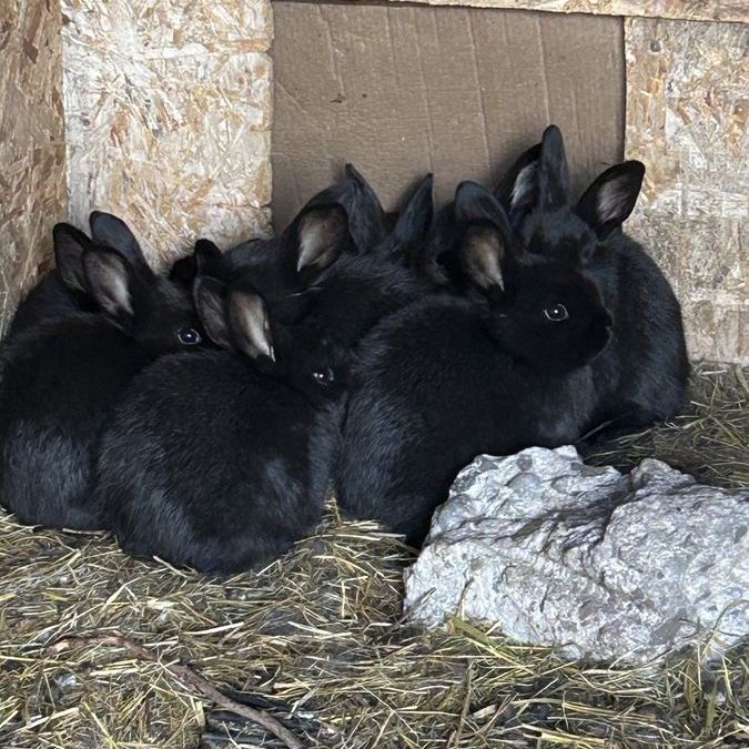 Silver fox baby rabbits