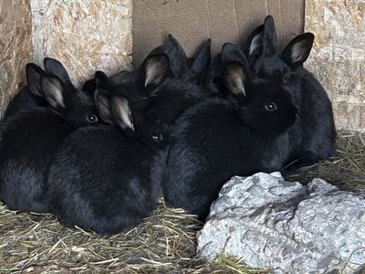 Silver fox baby rabbits
