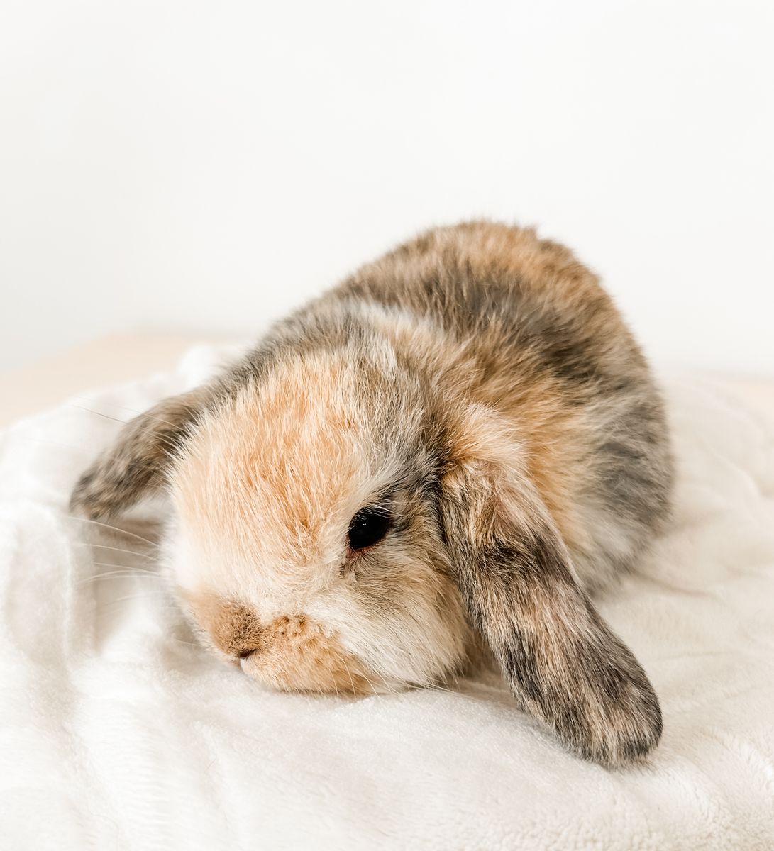 Darling Holland lop doe