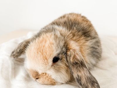Darling Holland lop doe