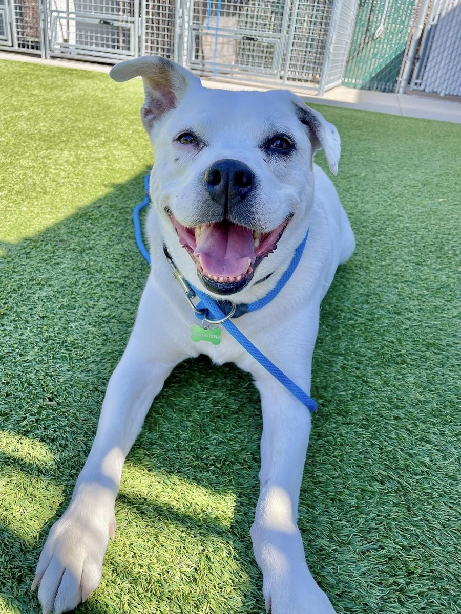 A145677 Sylvester is Available for Adoption!