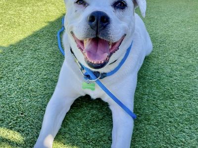 A145677 Sylvester is Available for Adoption!
