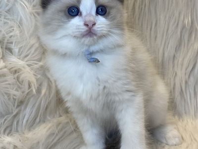 GORGEOUS PAPERED PUREBRED RAGDOLL KITTENS