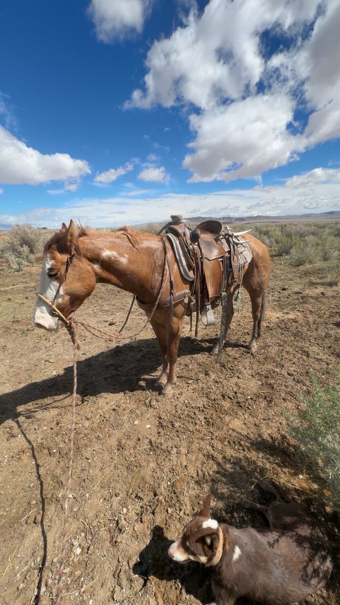 2024 paint filly