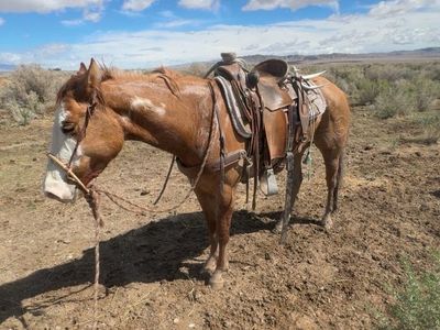 2024 paint filly