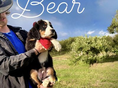 AKC Champion lines - Bernese Mountain Dog Puppies