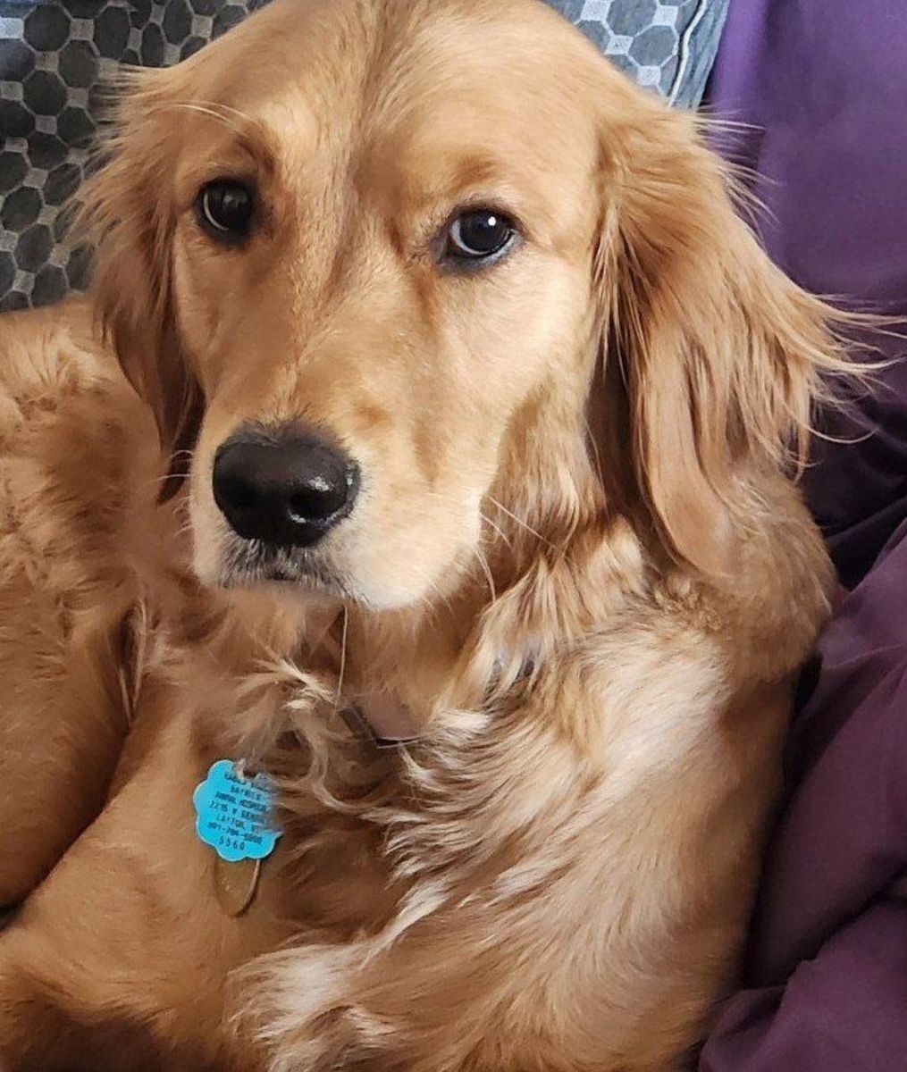 AKC DNA October/November Golden Retriever Puppies