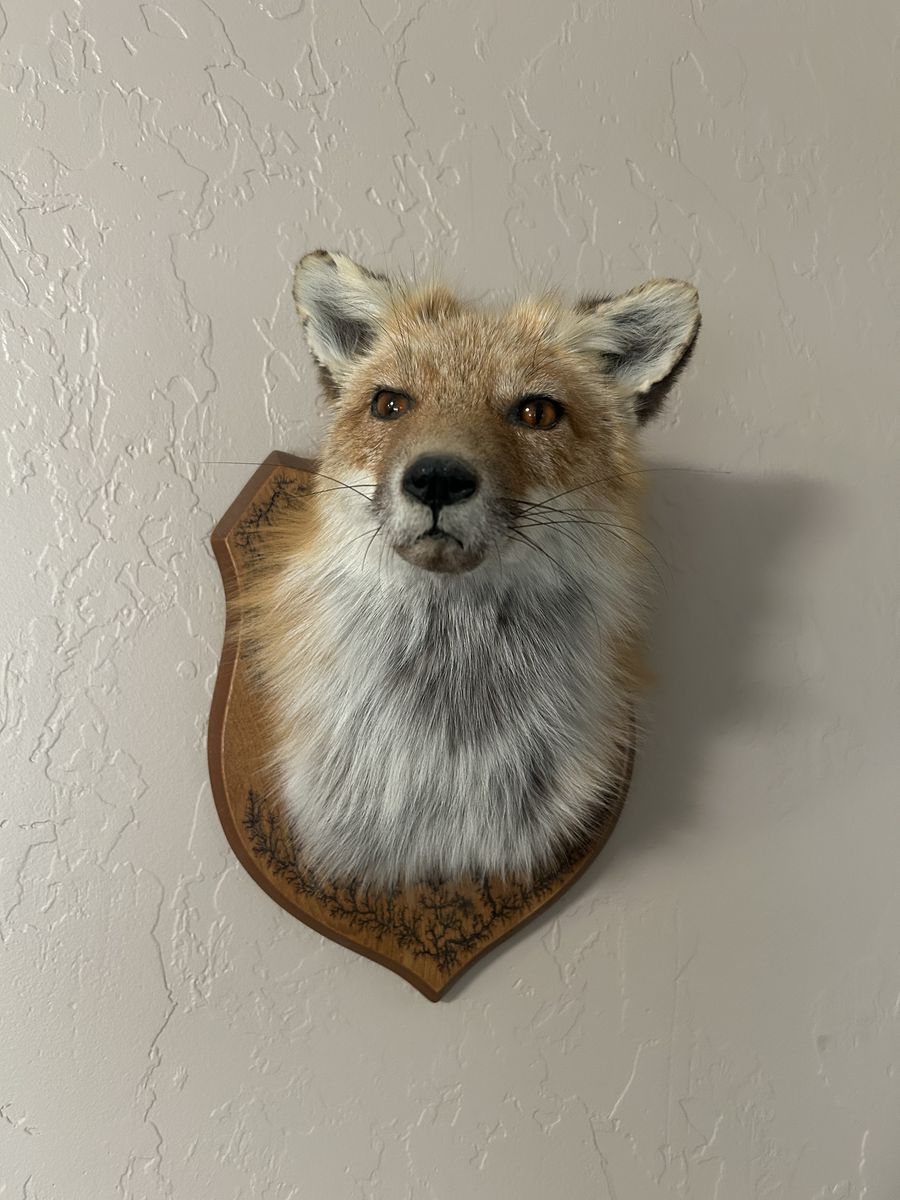 Red fox head mount taxidermy.