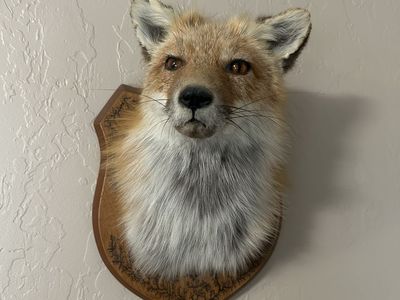 Red fox head mount taxidermy.