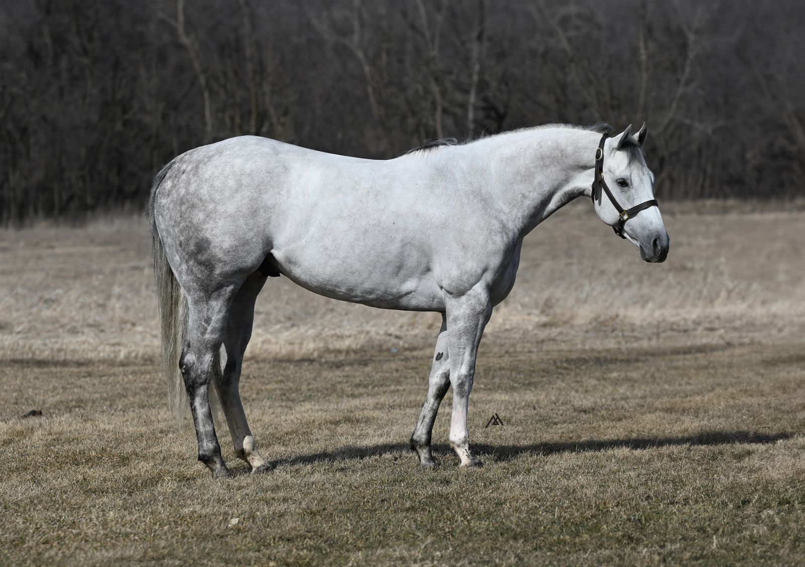 𝟱𝘆𝗿 𝗼𝗹𝗱 𝗗𝗔𝗣𝗣𝗟𝗘 𝗔𝗤𝗛𝗔 𝗚𝗲𝗹𝗱𝗶𝗻𝗴 - 𝘽𝙮 𝘿𝙤𝙘𝙨 𝙁𝙖𝙨𝙩 𝙋𝙧𝙞𝙯𝙚 (𝙈𝙧. 𝙅𝙚𝙨𝙨 𝙋𝙚𝙧𝙧𝙮, 𝘾𝙤𝙧𝙤𝙣𝙖 𝘾𝙖𝙧𝙩𝙚𝙡, +)