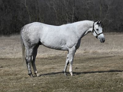 𝟱𝘆𝗿 𝗼𝗹𝗱 𝗗𝗔𝗣𝗣𝗟𝗘 𝗔𝗤𝗛𝗔 𝗚𝗲𝗹𝗱𝗶𝗻𝗴 - 𝘽𝙮 𝘿𝙤𝙘𝙨 𝙁𝙖𝙨𝙩 𝙋𝙧𝙞𝙯𝙚 (𝙈𝙧. 𝙅𝙚𝙨𝙨 𝙋𝙚𝙧𝙧𝙮, 𝘾𝙤𝙧𝙤𝙣𝙖 𝘾𝙖𝙧𝙩𝙚𝙡, +)