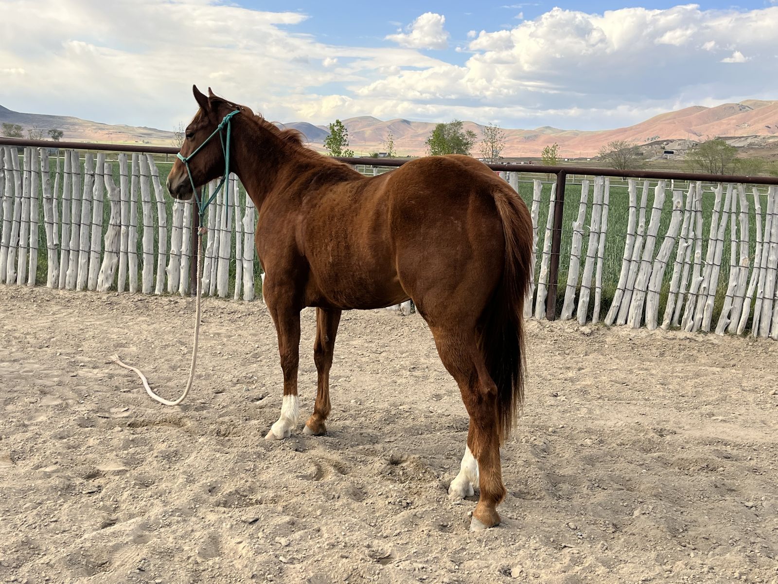2024 AQHA Sorrel Gelding 