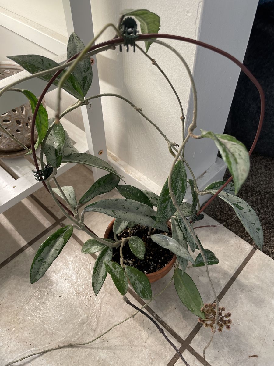 Hoya Carnosa Wilbur Graves