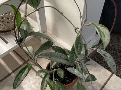 Hoya Carnosa Wilbur Graves