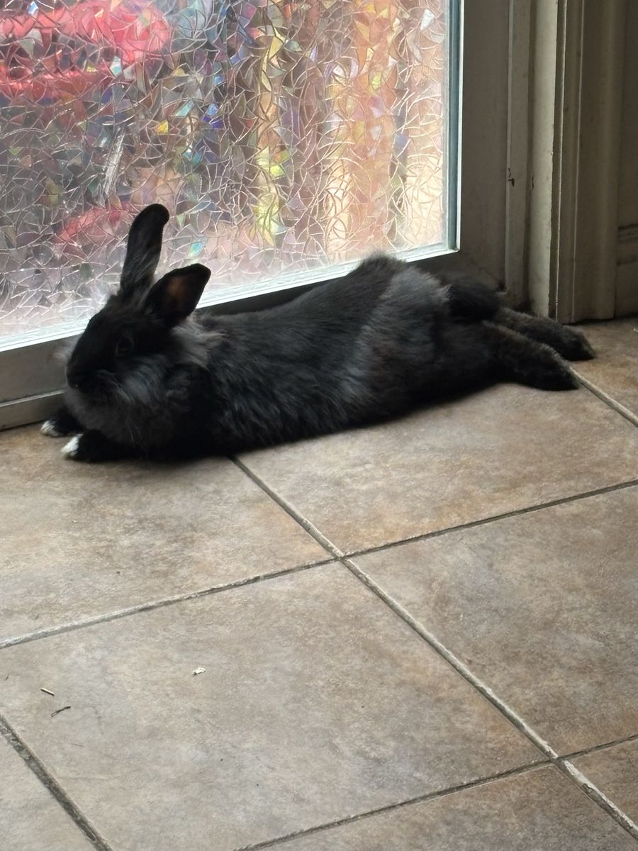 Lionhead rabbit looking for a good home