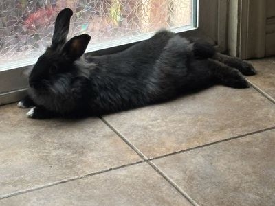 Lionhead rabbit looking for a good home